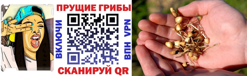 Купить закладки  Курлово  Псилоцибиновые грибы Psilocybe 